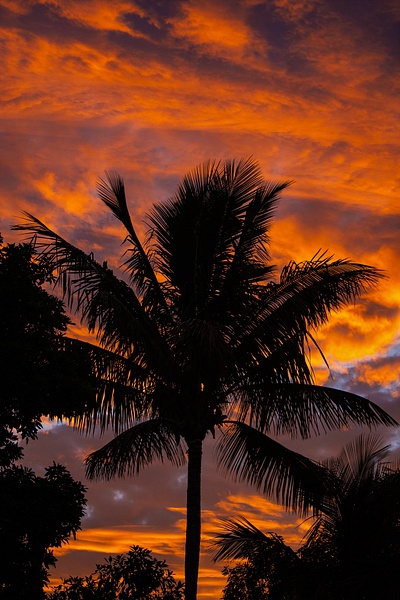 Sunset Palms - Travel - Nicola Lubbock Photography 