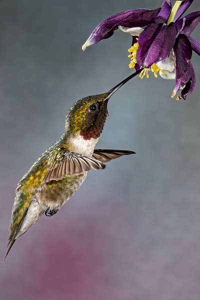 untitled-2 - Birds - Allan Barnett Photography  