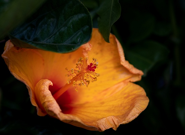 untitled-2 - Flowers - Allan Barnett Photography 