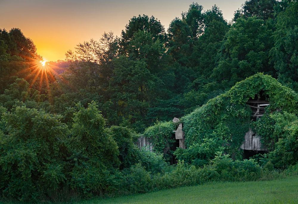 Ivy Barn