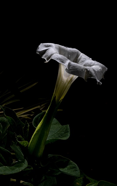 Moon Flower - Flowers - Allan Barnett Photography  