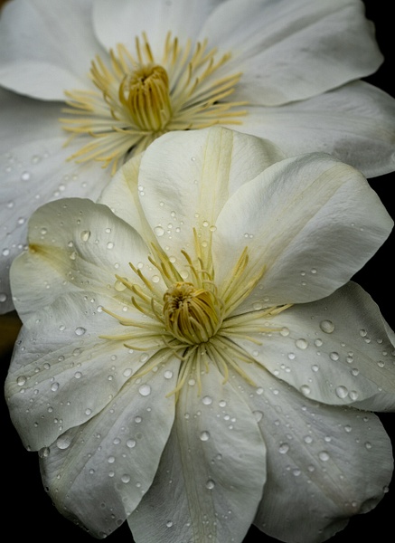 untitled.jpg - Flowers - Allan Barnett Photography 