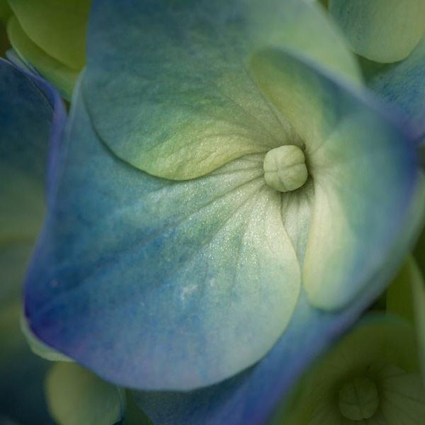 Blue Spring Flower - Allan Barnett 