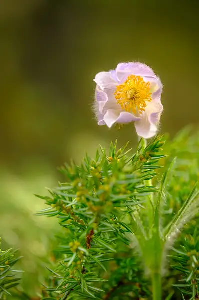 Crocus Flower-Canadian Rockies, Banff National Park by...