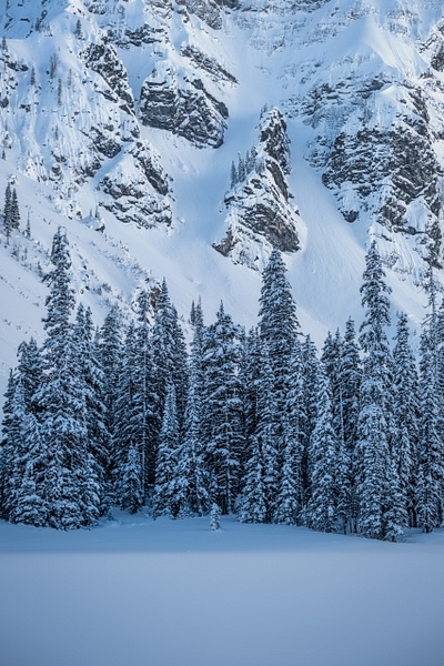 Pine Trees Covered of Snow-Based of Mount Rawson, Kananaskis, Alberta, Canada - Home - Yves Gagnon Photography