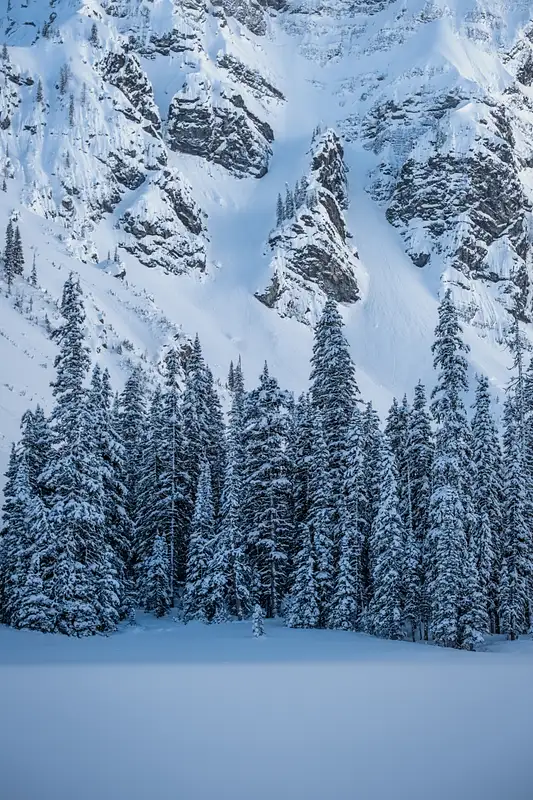 Pine Trees Covered of Snow-Based of Mount Rawson, Kananaskis, Alberta, Canada