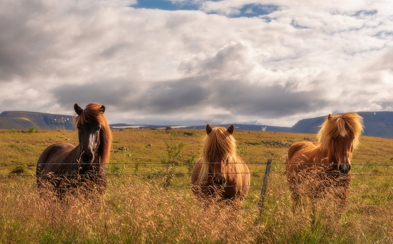 3 Icelandic horses, Iceland