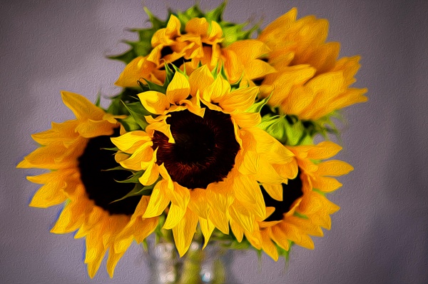 Sunflower (FG0041) - Flowers - Bella Mondo Images