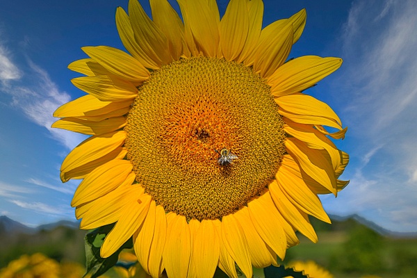 2020 Sunflower (FG1672) - Flowers - Bella Mondo Images