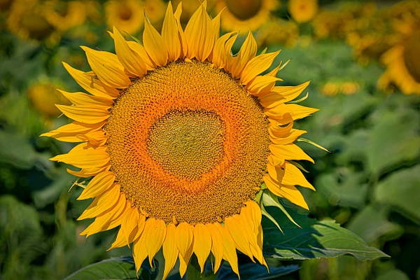 Sunflower (FG1679) - Bella Mondo Images 