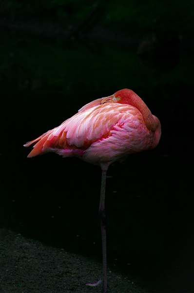 Flamingo (WL0074) - Bella Mondo Images 