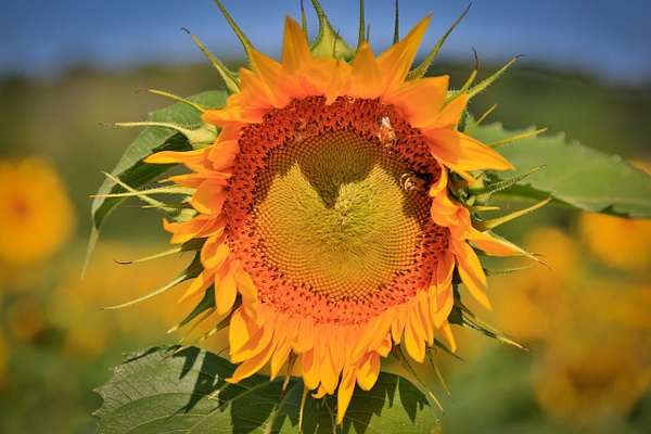Sunflower (FG1677) - Flowers - Bella Mondo Images 