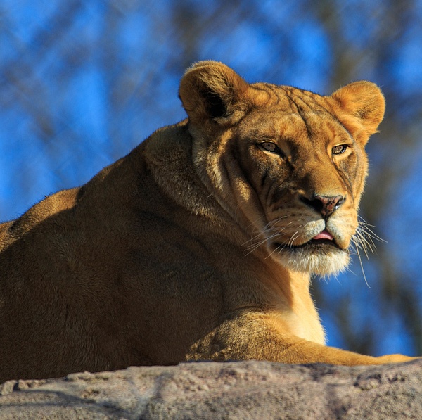 Lioness (WL1723) - Wildlife -Bella Mondo Images