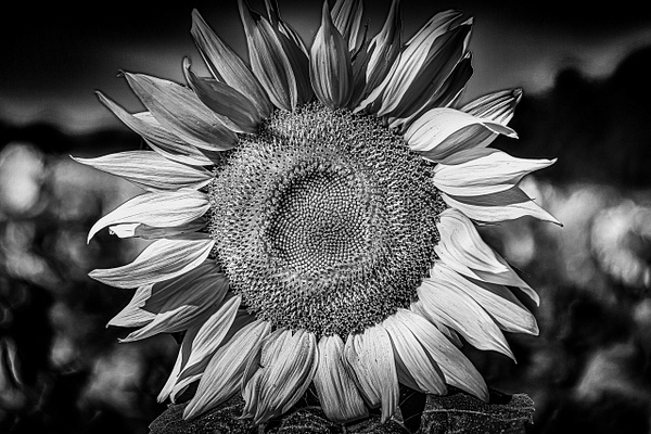 Sunflower 2020 (FG1673_BW) - Black_White_Portfolio - Bella Mondo Images 