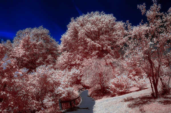 Highland Park (IR1876) - Infrared - Bella Mondo Images 