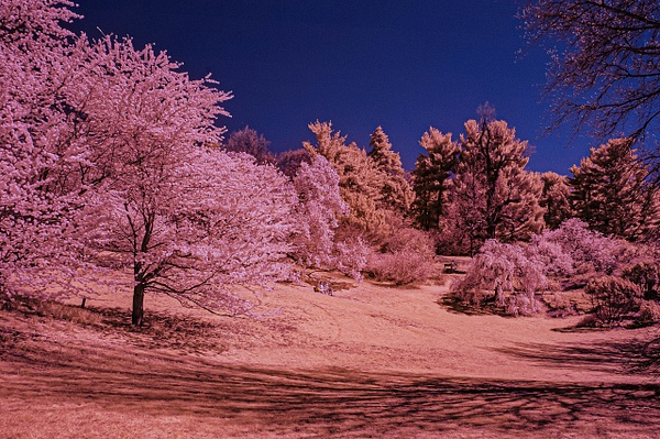 Highland Park-IR (IR1871) - Infrared - Bella Mondo Images 
