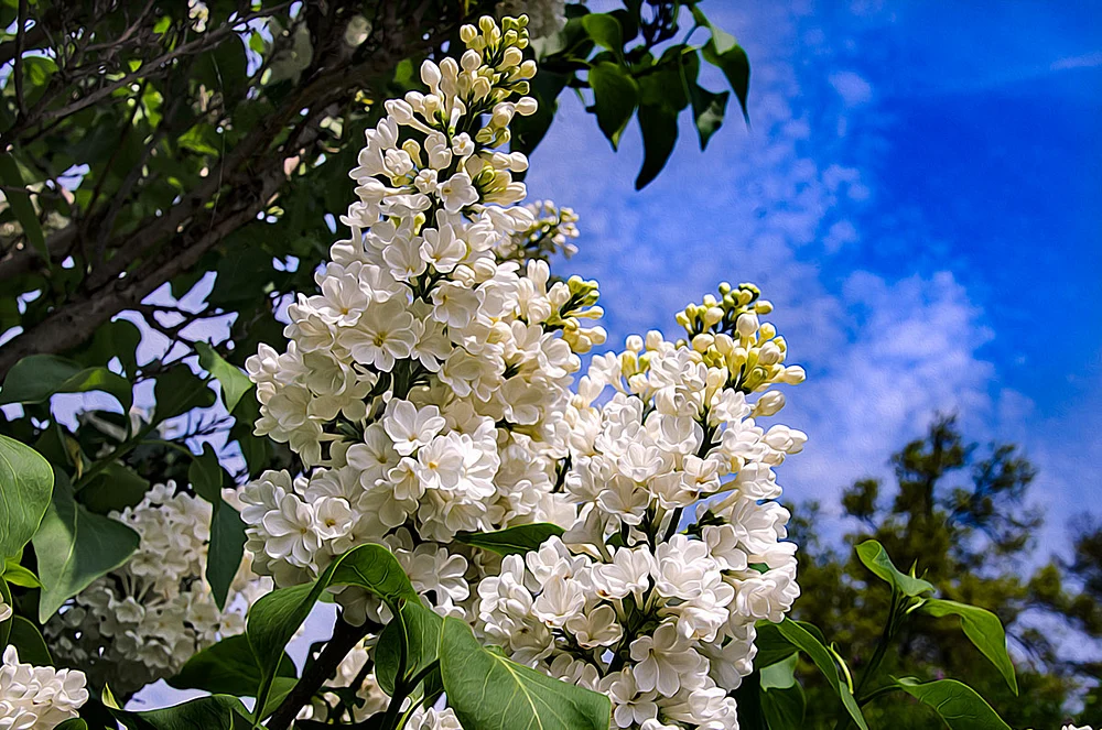 Radiant White Lilac Blossoms Against Clear Sky