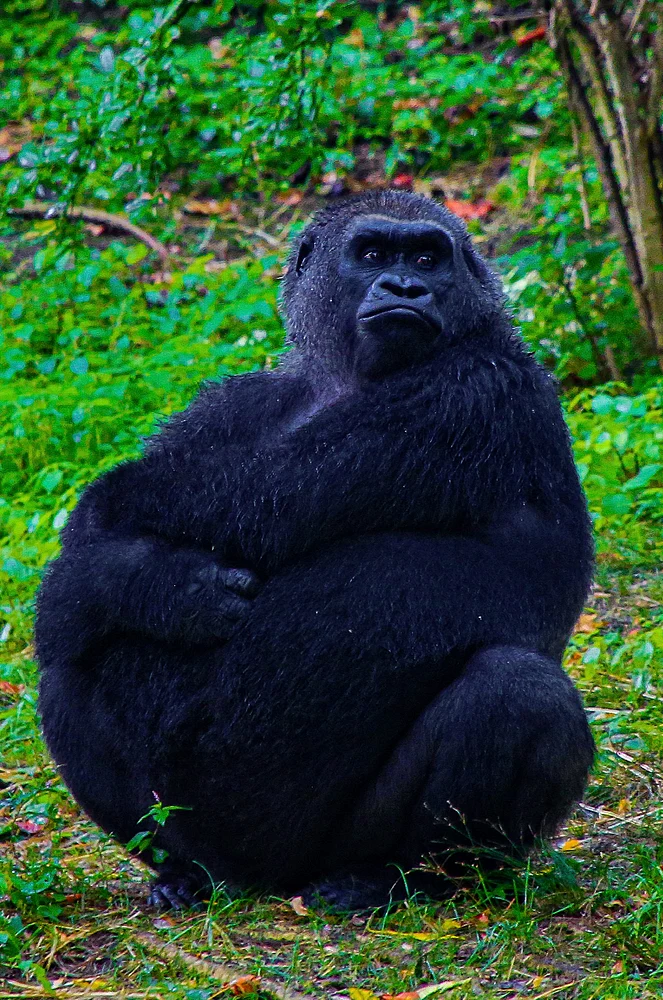 Majestic Gorilla Resting in Lush Greenery