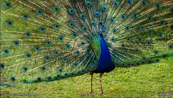 Kauai-Peacock - justcatchinglight