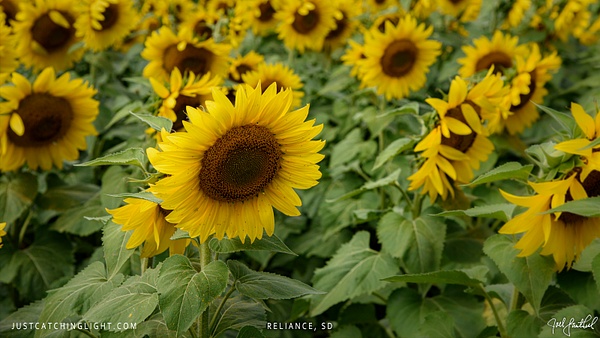 Reliance-Sunflowers - justcatchinglight