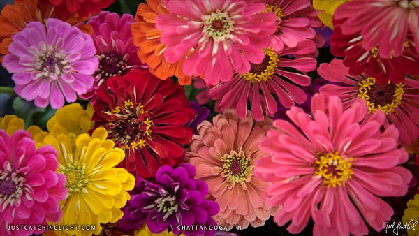 Chattanooga-flowers - justcatchinglight