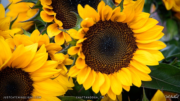 Chattanooga-Sunflowers - justcatchinglight