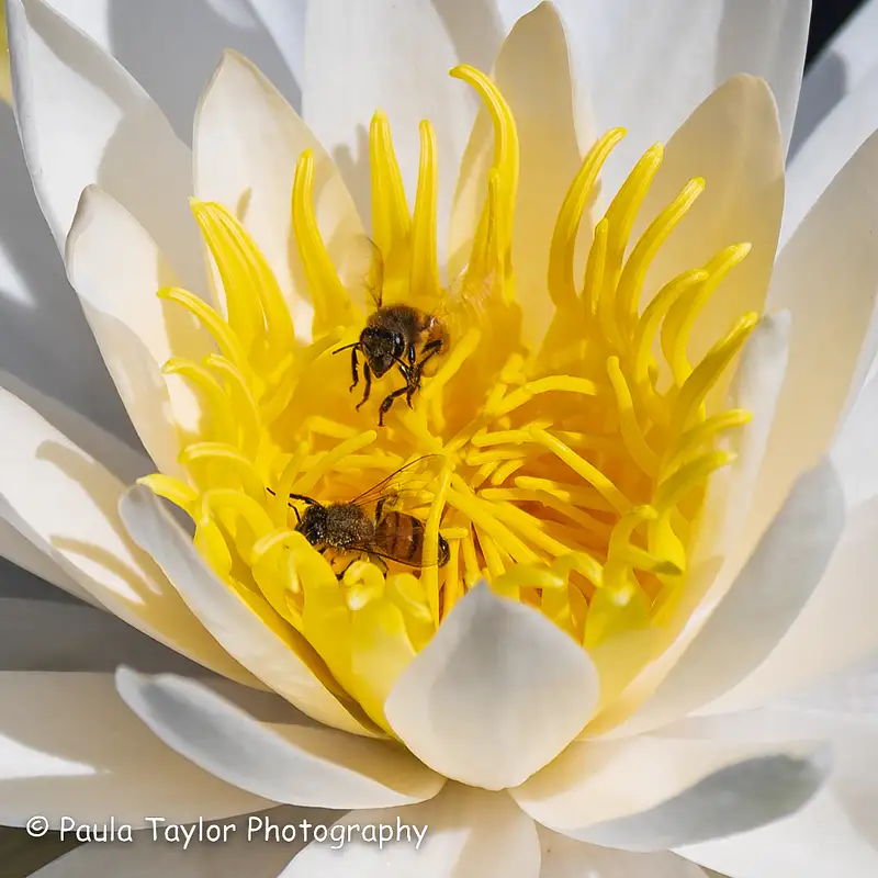 Bees in the Water Lilly-0006