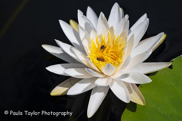 Bees in the Water Lilly - Nature - Paula Taylor Photography 