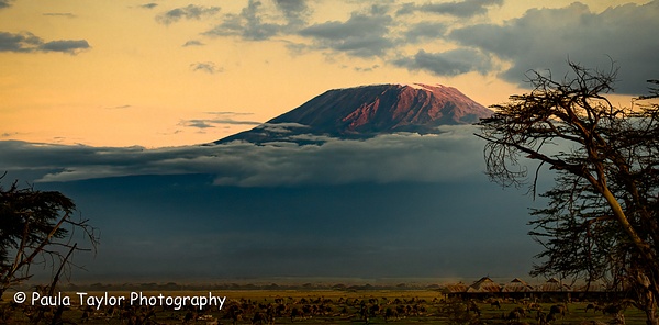 Mt Kilamanjaro Amboseli - Home - Paula Taylor Photography