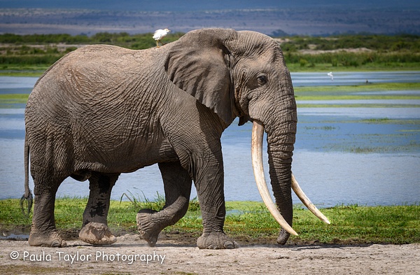 Elephant and Cattle Egret Amboseli Kenya - Wildlife - Paula Taylor Photography