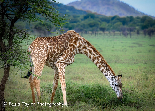 Giraffe Maasai Mara - Wildlife - Paula Taylor Photography 