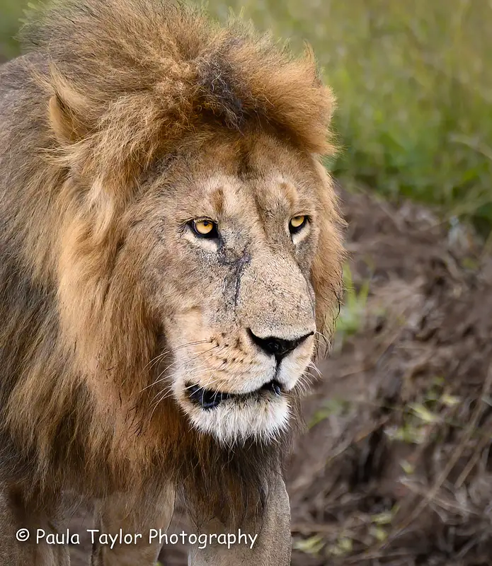 Male Lion Portrait Serengeti
