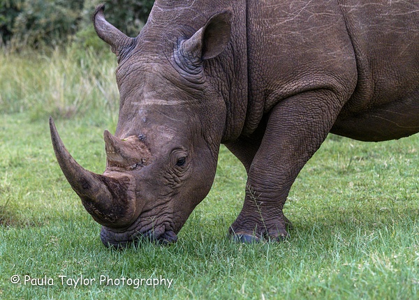 Queen Elizabeth Rhino Maasai Mara - Paula Taylor Photography