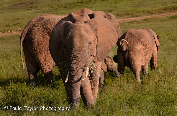 Elephant Family Maasai Mara Kenya - Wildlife - Paula Taylor Photography