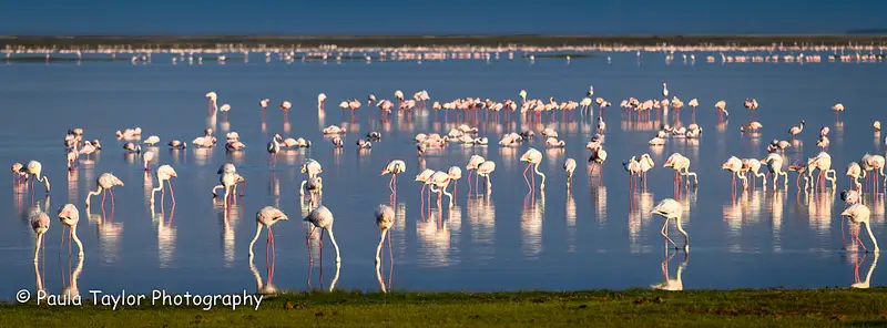Flamingos Amboseli Kenya