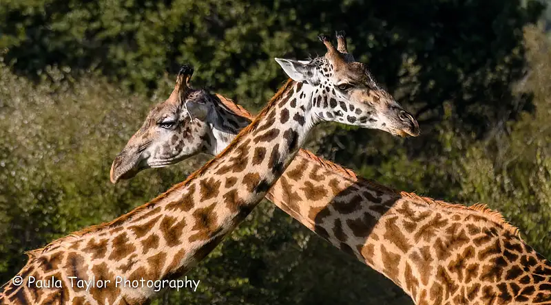 Giraffes Necking Maasai Mara Kenya