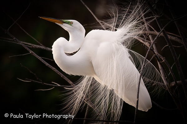 Great White Heron Wakodahatchee - Paula Taylor Photography 