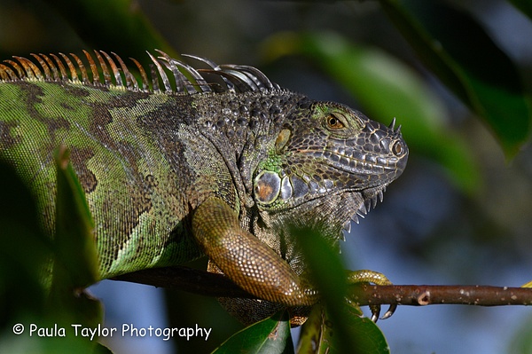 Iguana Wakodahatchee - Paula Taylor Photography 