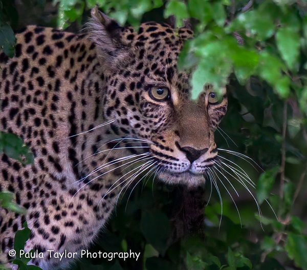 Leopard Maasai Mara - Wildlife - Paula Taylor Photography 