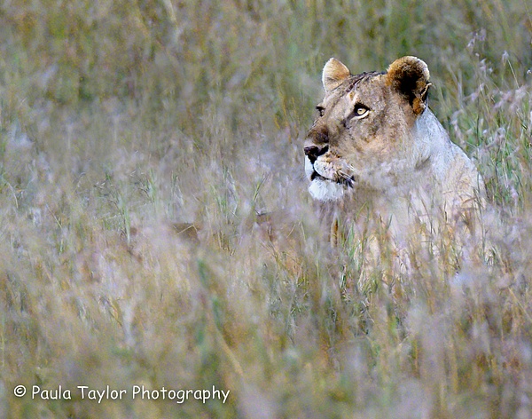 Lioiness Serengeti - Paula Taylor Photography 
