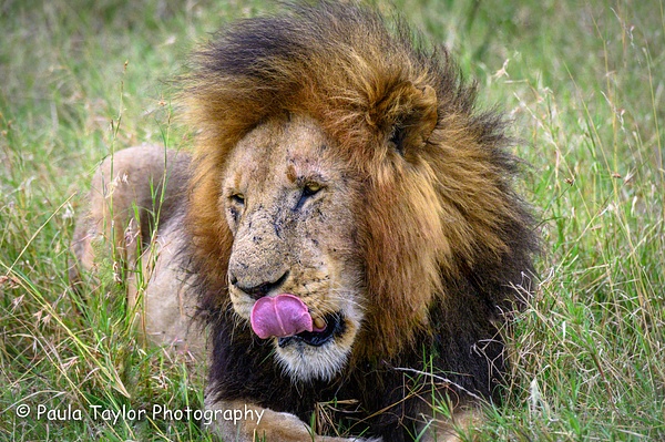 Male Lion Serengeti - Wildlife - Paula Taylor Photography 