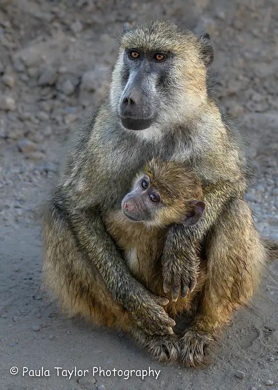 Olive Baboon and Baby Amboseli, Kenya