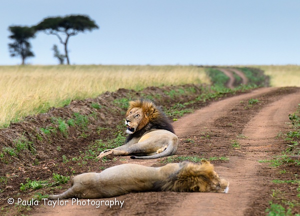 Lion brothers in road-0096 - Scapes - Paula Taylor Photography