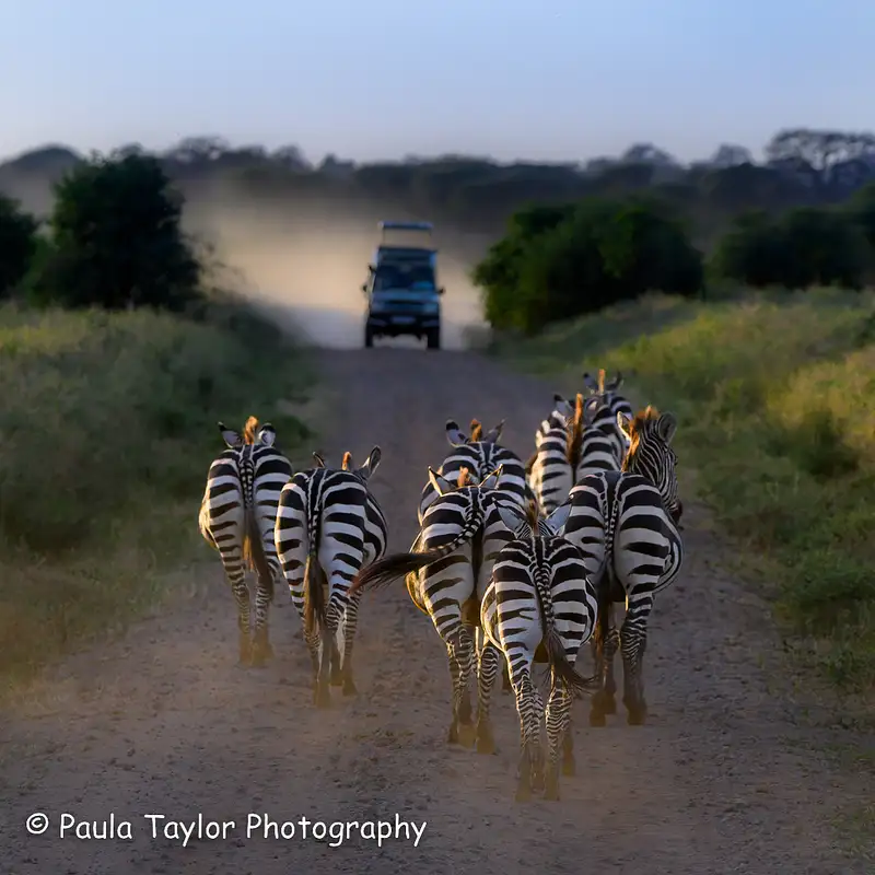 Zebras Heading Home Tarangire, Tanzania