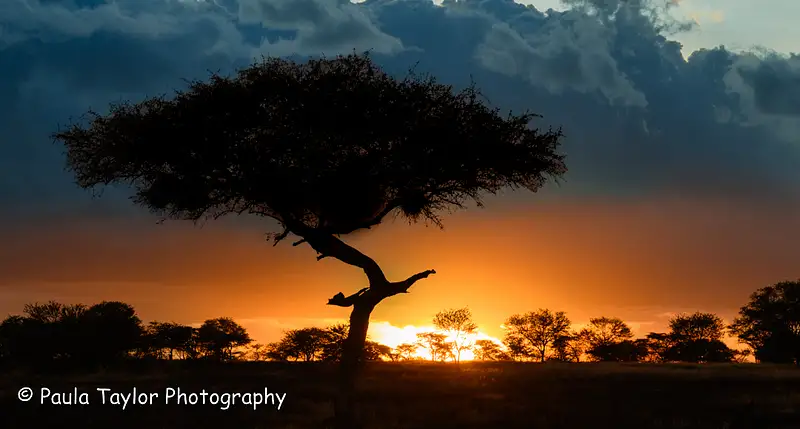 Acacia Tree Sunset Serengeti