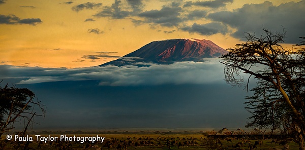 Mt Kilamanjaro Amboseli - Home - Paula Taylor Photography  