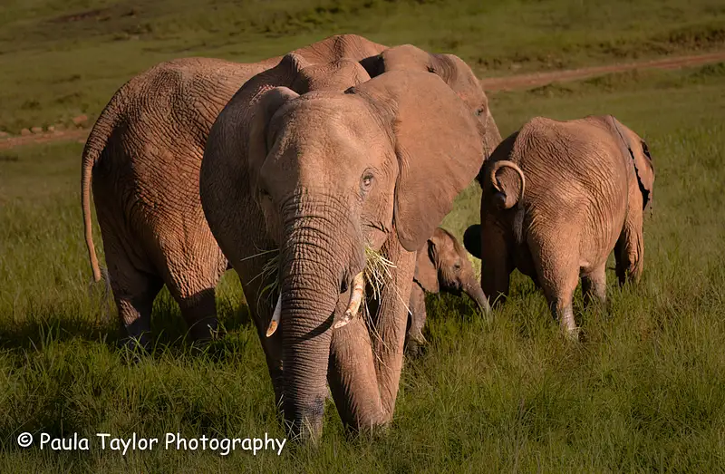 Elephant family Maasai Mara