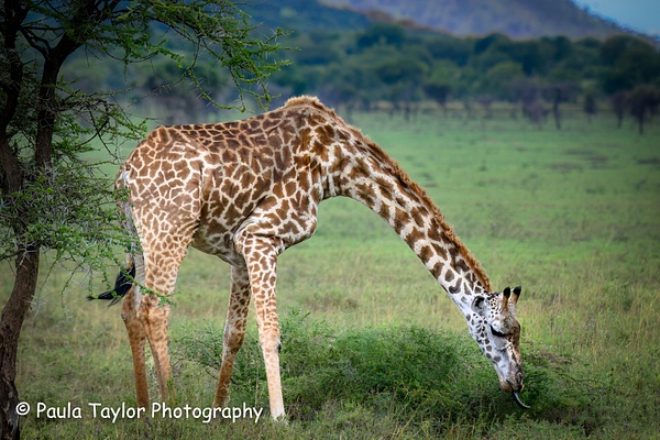 Giraffe Maasai Mara - Home - Paula Taylor Photography 