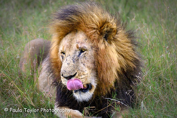 Lion Licking his Chops - Paula Taylor Photography 