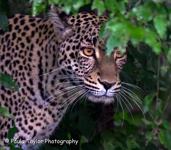 Leopard Maasai Mara - Paula Taylor Photography 